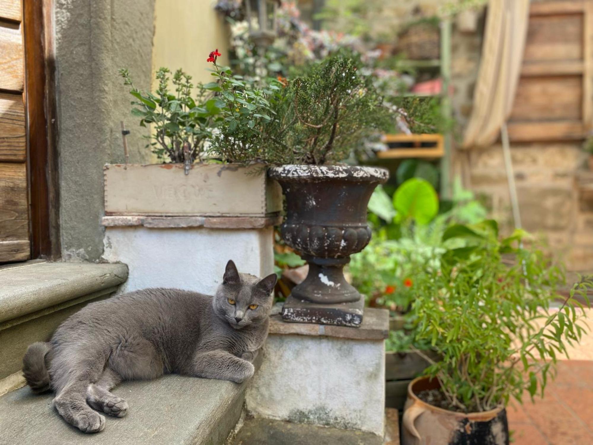 La Magione Dei Todaro Borgo a Buggiano Εξωτερικό φωτογραφία